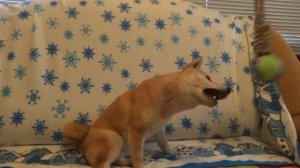 Сиба, Шиба-ину, рыжая лисичка, мини Акита