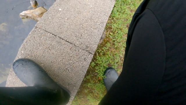 Bluegill Ultralight Fishing With Gulp Minnow Municipal Park Germantown TN