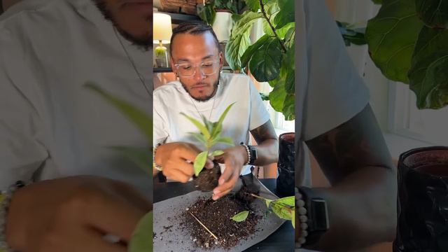 Twisting the trunk of my ficus for luck #ficus #plants #houseplants #planttips #luck смотреть онлайн