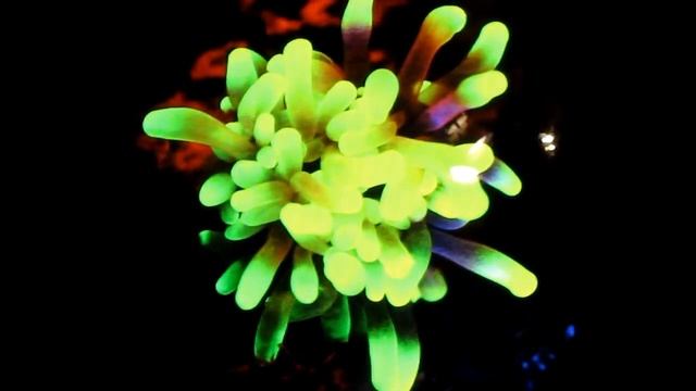 Съемка в ультрафиолетовых лучах Сергей Шанин часть-3