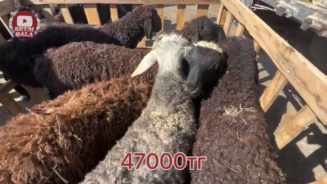 Қой, қозы, қошқар бағасы. 31.05.2023 Шымкент