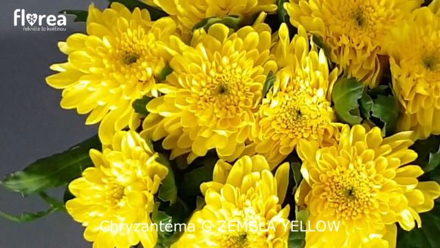 Chryzantéma G ZEMBLA YELLOW - Florea.cz смотреть онлайн