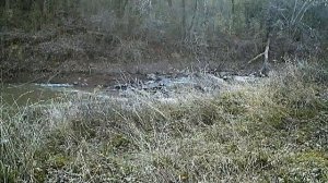 Another bobcat, daylight, Ten Mile Creek, Pushmataha County, Oklahoma