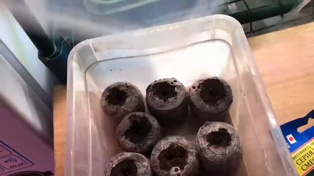 Петунья-это сложно или просто? смотреть онлайн