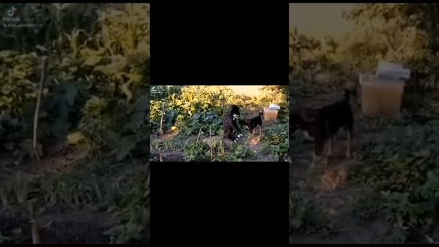 Это любофьь!