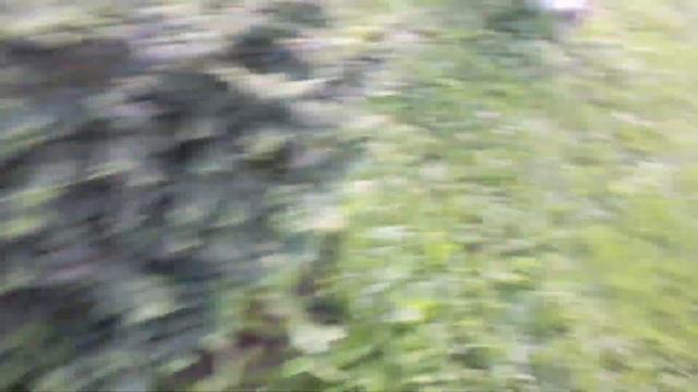 14.08.21 Дача,ч.1 Красавицы гортензии,цветут лапчатки ,розы смотреть онлайн