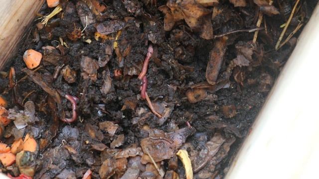 ? Wurmkiste ?- Durchsicht im Frühling - Kompostwürmer - Großstadtgärtnern смотреть онлайн