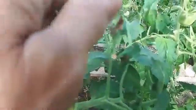 Сделайте это обязательно и в томатной и в огуречной теплице!!! смотреть онлайн
