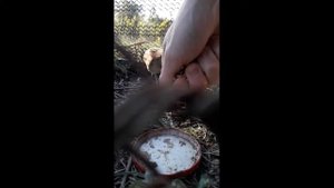 Коростель в домашних условиях. Часть 2-я