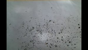 Как ПОСЕЯТЬ мелкие СЕМЕНА цветов.ЛЬВИНЫЙ ЗЕВ.ПЕТУНИЯ.и др.