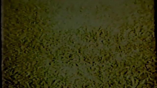 Культурные пастбища - основа летнего содержания скота смотреть онлайн