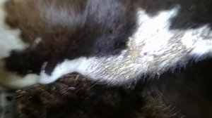 Что делать?Если у коровы загноился глаз.