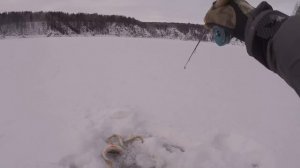 Ловля на БАЛАНСИР зимняя рыбалка на окуня, техника игры балансиром