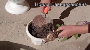 Дримиопсис-размножение и уход