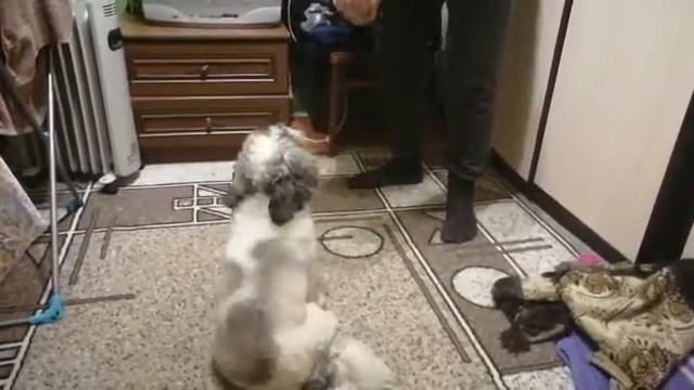 Ши-Тцу Сэм. смотреть онлайн