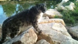 Snow Leopard at TWYCROSS ZOO