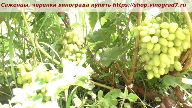 Молодой куст Бананаса- 24 июля, ягоды есть уже можно, но сахара еще маловато. Грозди огромные прост смотреть онлайн