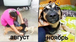 Из зашуганого щенка, в ручного друга за 3 месяца, вспомнила ли она место откуда я ее забрала?