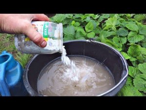 Соседка подсмотрела чем я подкармливаю клубнику и побежала делать себе такую же! Клубника осенью.