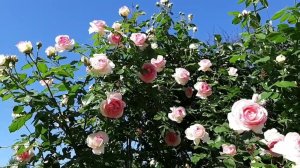 Роза Pierre de Ronsard (Пьер де Ронсар)