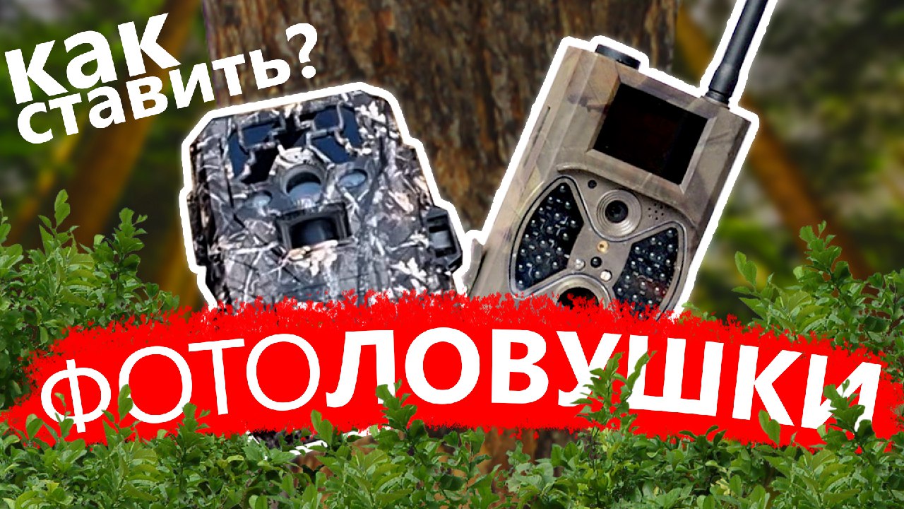 Фотоловушка. Как ставить фотоловушки охотнику и любителю природы?