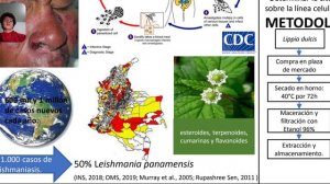 Evaluación in vitro del extracto etanolico de L. dulcis sobre amastigotes de Leishmania panamensis