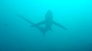 Thresher shark ..a rare sight