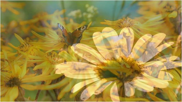 Francis Goya Greatest Hits Full Album | Relaxing Classical Guitar, Music Heals The Soul смотреть онлайн