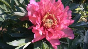 ИТО-гибрид пион «Hillary» лето 2021