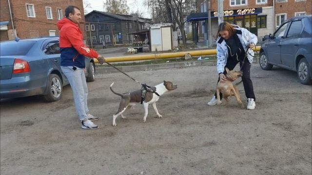 Кипиш Пит(рр) против Стаффорда.... Дерзкий малый 7 месяцев #shorts #apbt #pitbull #RedNose #питбуль