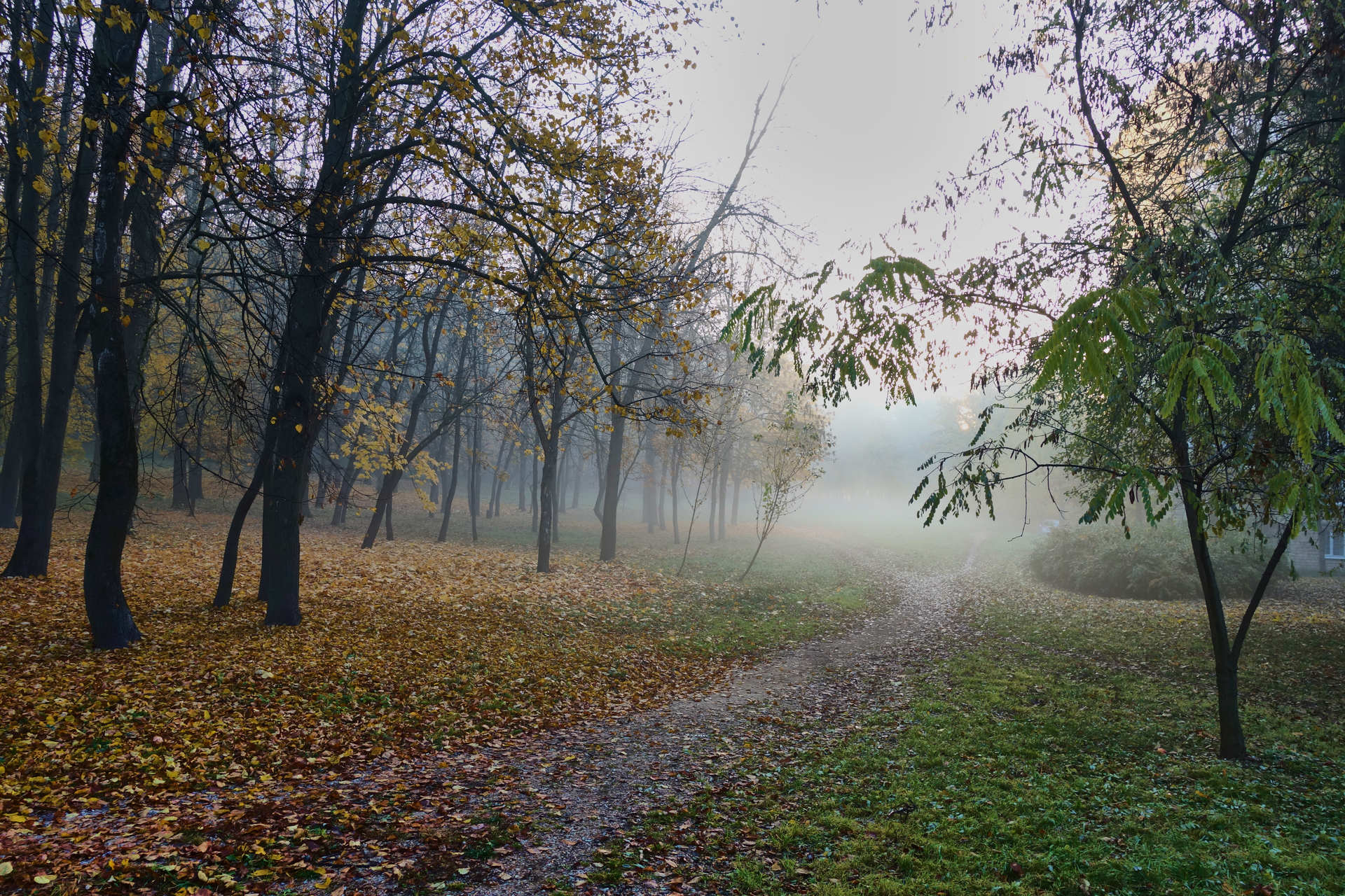 Пейзаж дождь