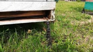 Убийство шершня пчёлами