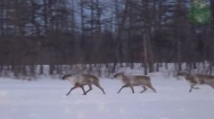 Северный олень - интересные факты, животные Евразии, дикий северный олень