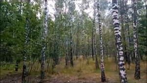 Песня на стихотворение С.А. Есенина "Не жалею,не зову, не плачу.."