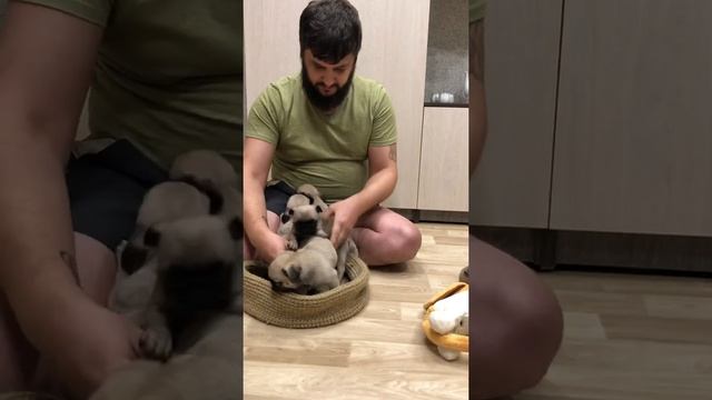 Как назвать милого мопсика? #чмопсы #чихуахуа и #мопсы #мопс #pug