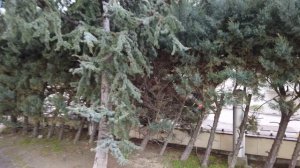 Кипарис Аризонский, живая изгородь!