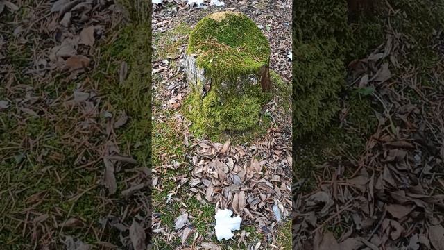 ВЛАДИВОСТОК.Бухты  японского моря.Остров Русский+Океанариум.Золотой мост.Морепродукты. 07-25.11.22г