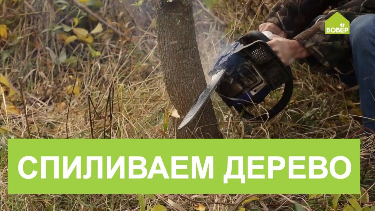 Бензопила дерево. Как спилить дерево бензопилой в нужном направлении. Как правильно спилить дерево бензопилой в нужную сторону. Как валить деревья бензопилой в нужном направлении правильно видео.