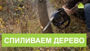 Как правильно спилить дерево.  Как спилить дерево БЕНЗОПИЛОЙ!