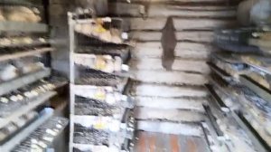 Корм для перепелов несушек.