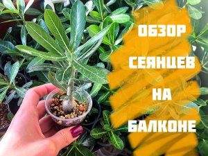 Адениум. Обзор сеянцев.mp4