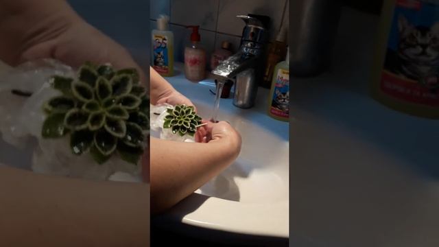 Моем мини фиалочки смотреть онлайн