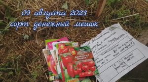 № 313 Август 2023 года. томаты сорта _денежный мешок_.