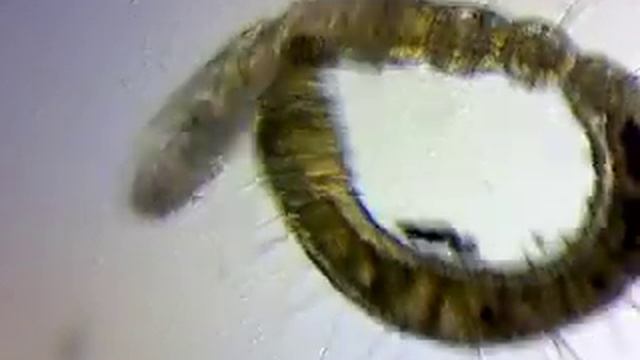 нематода? смотреть онлайн