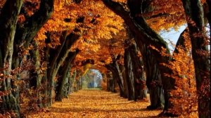 Что такое нафс и в чём суть нафса?