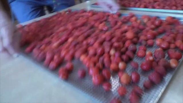 Как сушить ягоды в инфракрасном дегидраторе. Сушка клубники и малины. Сушилка для овощей и фруктов смотреть онлайн