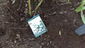 Обработка роз препаратом Хом. Весенние работы в саду.