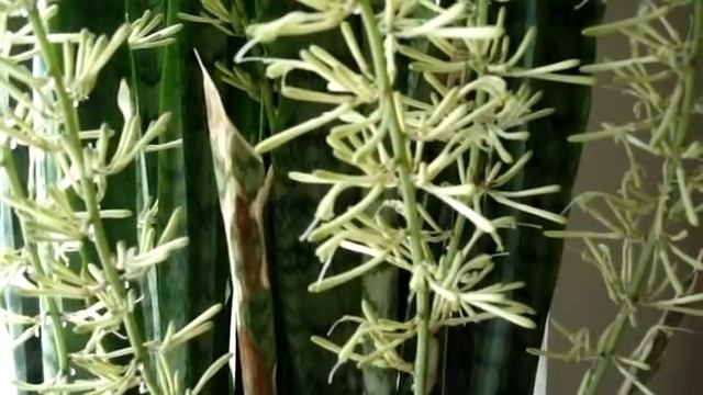 У меня расцвела Сансевиерия (Сансевьера), (Sansevieria), Щучий хвост.