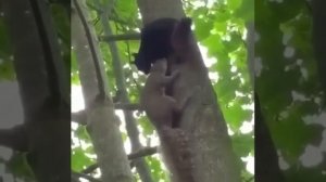 Белки спариваются