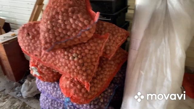 Продажа грецкого ореха